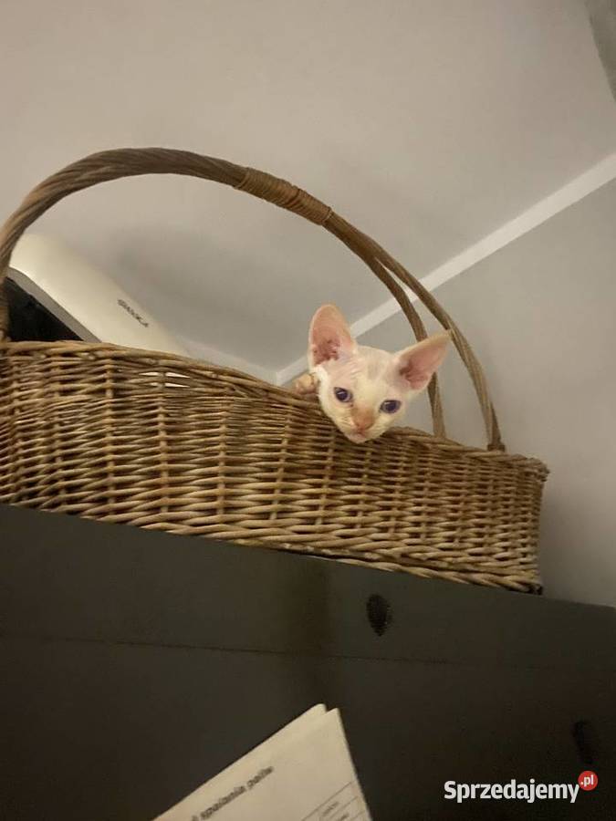 Kocurek Devon rex Alfred Szczecin