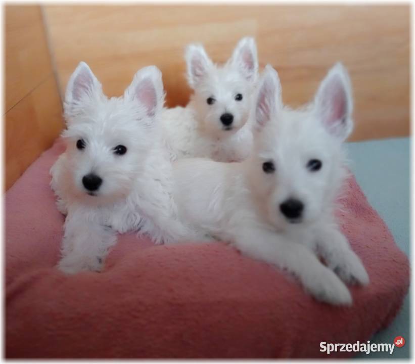 West Highland White Terrier ZKwP FCI suczka śląskie Częstochowa