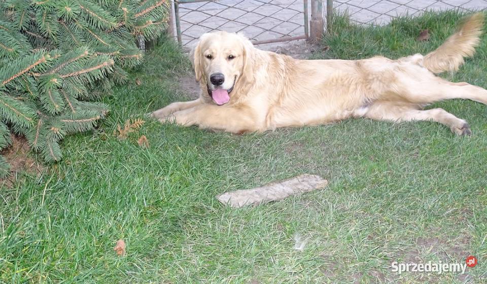 Golden retriever 6 miesięczne Przysucha