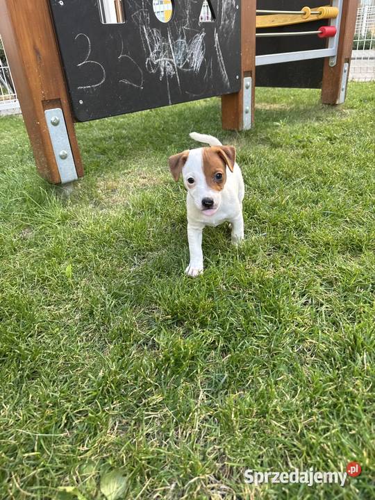 Cudowny szczeniak Jack Russell Terrier rodowód