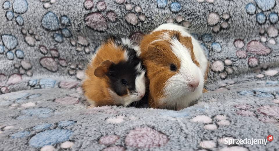 Świnki morskie samiczki cavia domowa mazowieckie