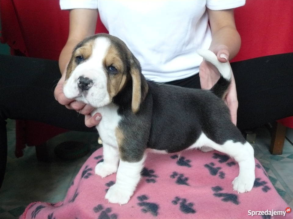 beagle szczenięra z rodowodem ZKwP FCI Bednary