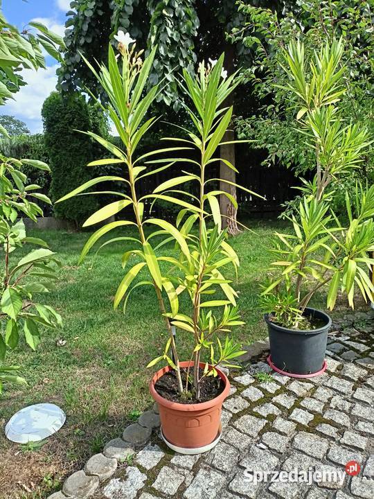 Oleander różne kolory Sokołów Małopolski