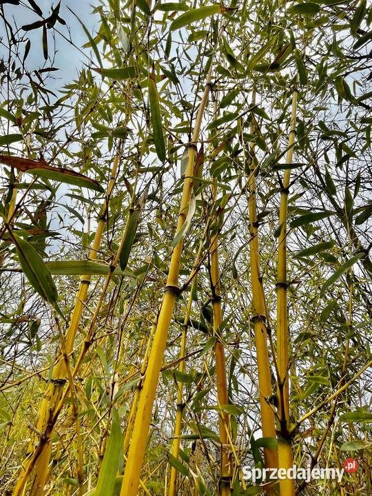 Bambus Phyllostachys Aureosulcata f Aureocaulis Szczyglice
