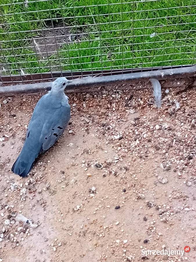 Śińiaczek plamisty para dorosła Siedlce