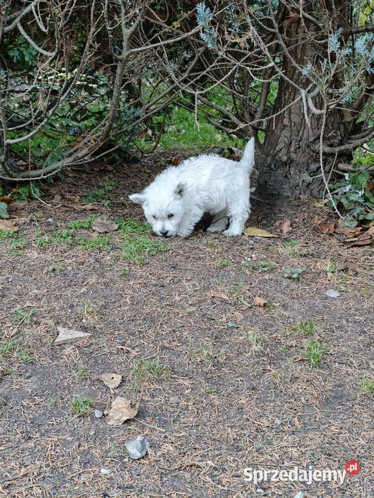 Suczka rasy West Highland White Terrier terrier Gościszewo sprzedam