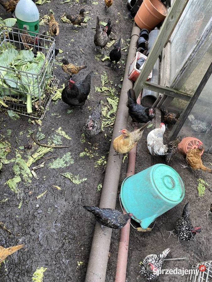 Trzy miesieczne koguty sebrytki Białogard sprzedam
