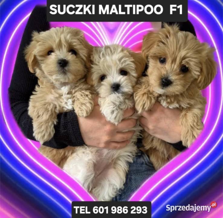 Maltipoo suczki gotowe do nowych domkow kujawsko-pomorskie Inowrocław sprzedam