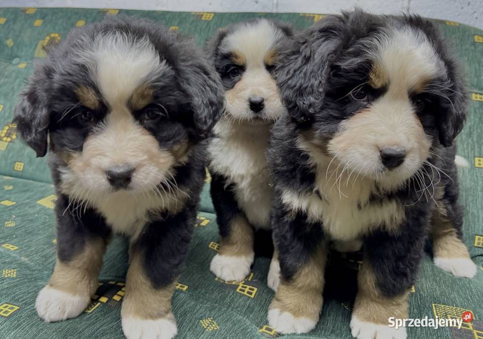 Berneński Pies Pasterski Jasieniec Iłżecki Górny