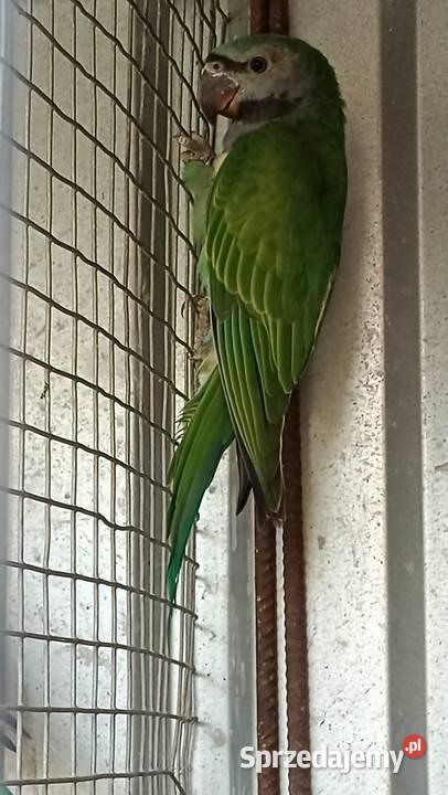 Alekandretty Chińskie śląskie Rybnik