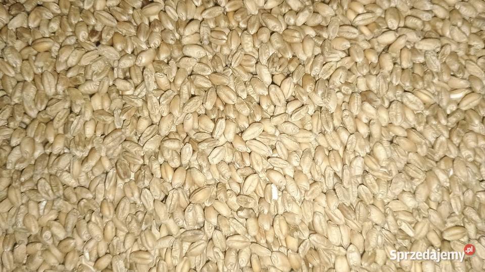 Sprzedam pszenicę czyszczoną Mierzęcice