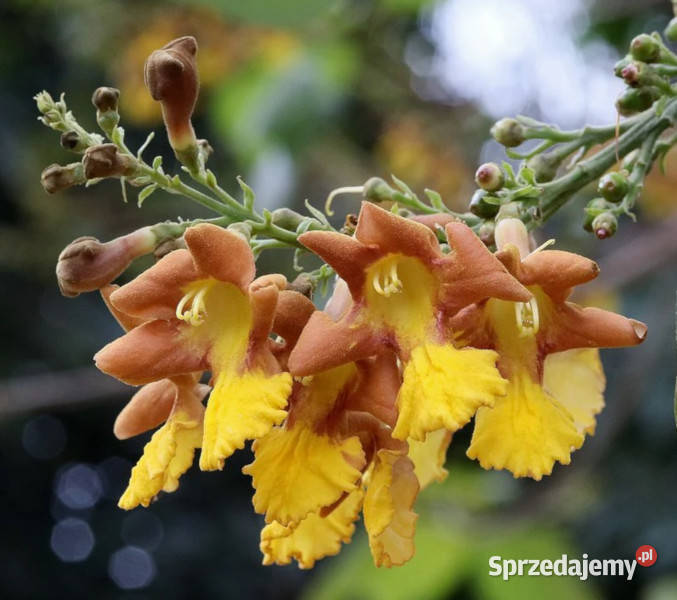 GMELINA  Gmelina arborea NASIONA 100g Lubanie
