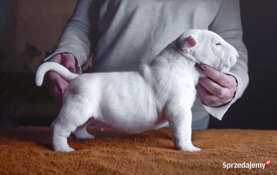 Bulterier Standard Samiec FCI Swarzewo