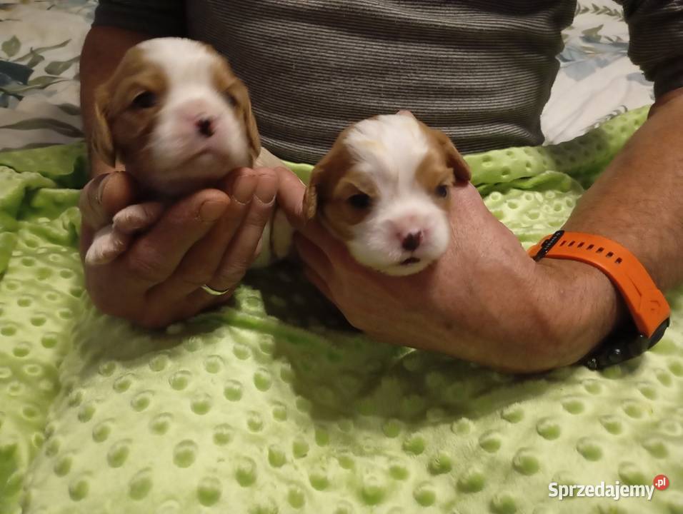 Cavalier King Charles Spaniel FCI Będzin sprzedam