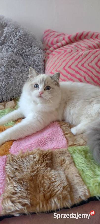 Kotka ragdoll blue lynx bikolor