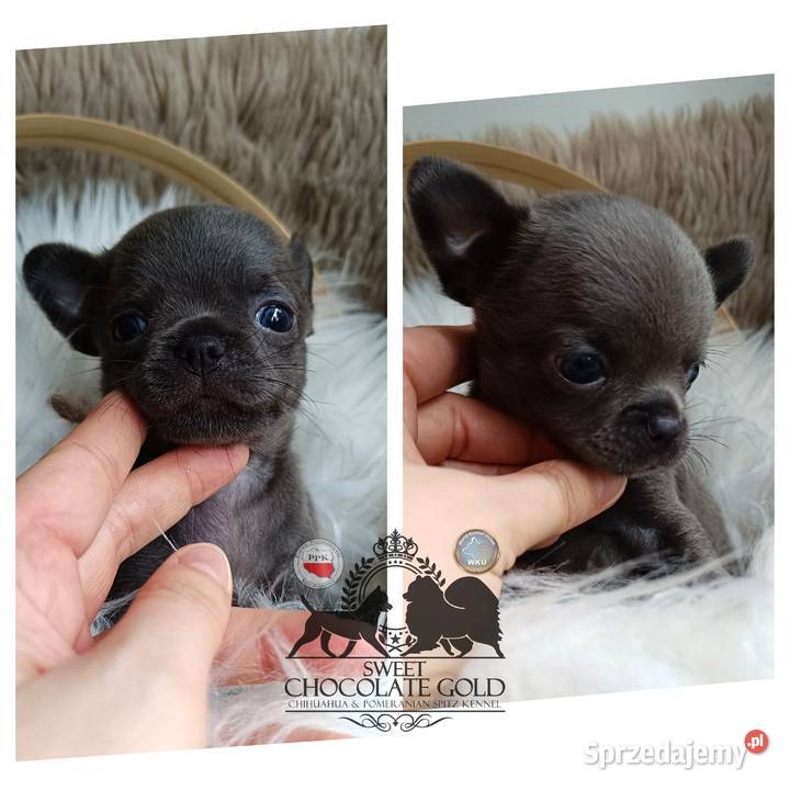 Chihuahua piesek krótkowłosy niebieski unikat Chihuahua Bełchatów