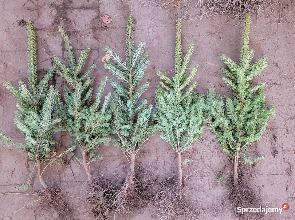 Sadzonki na plantacje choinek świerk srebrny Rybnik