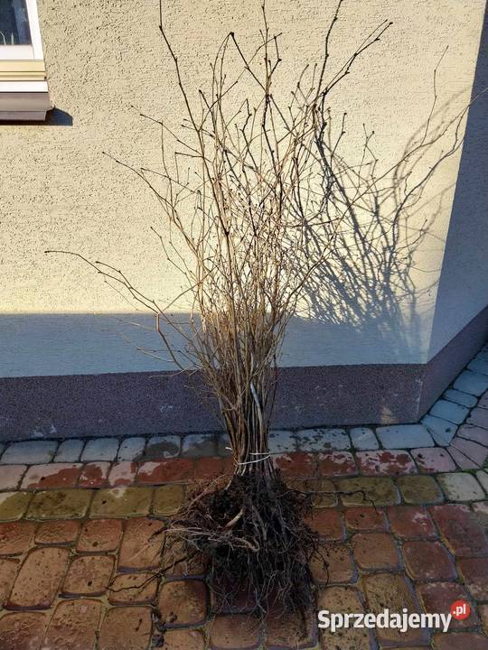 Orzech Laskowy Coford Jasło