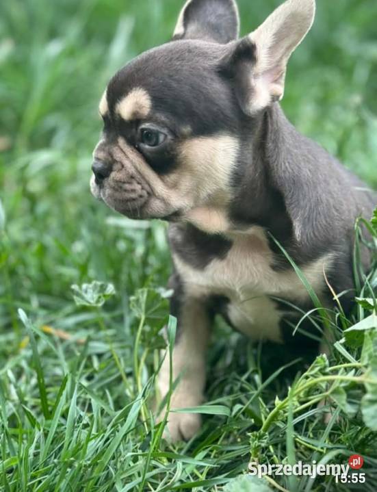 Buldog francuski czekoladowa sunia Pabianice