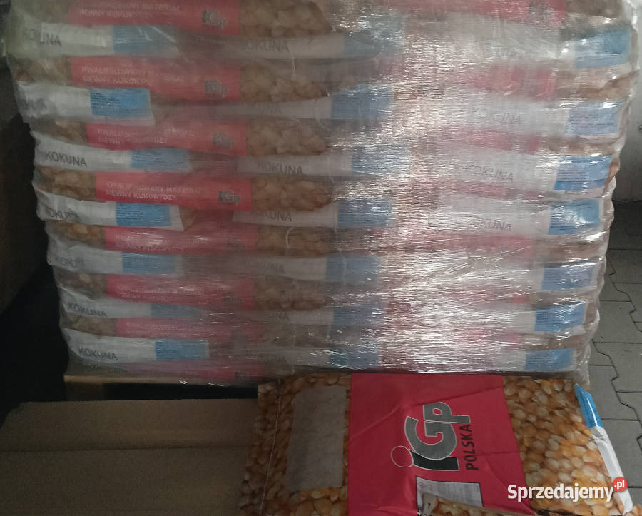 Materiał siewny kwalifikowany kukurydza IGP Poznań