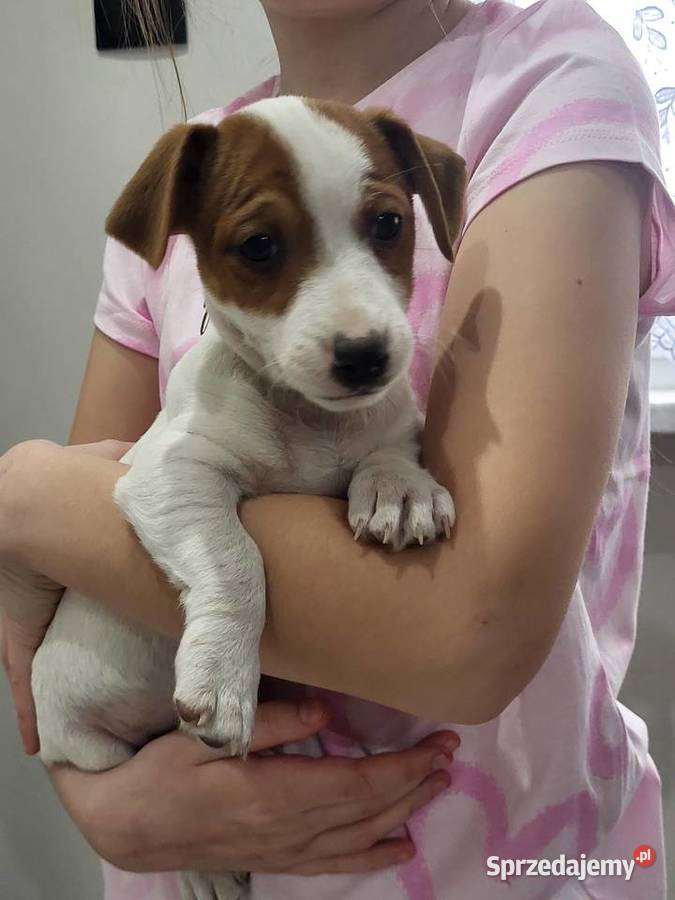Jack russell terrier Jack Russell Terrier wielkopolskie Zbąszyń sprzedam