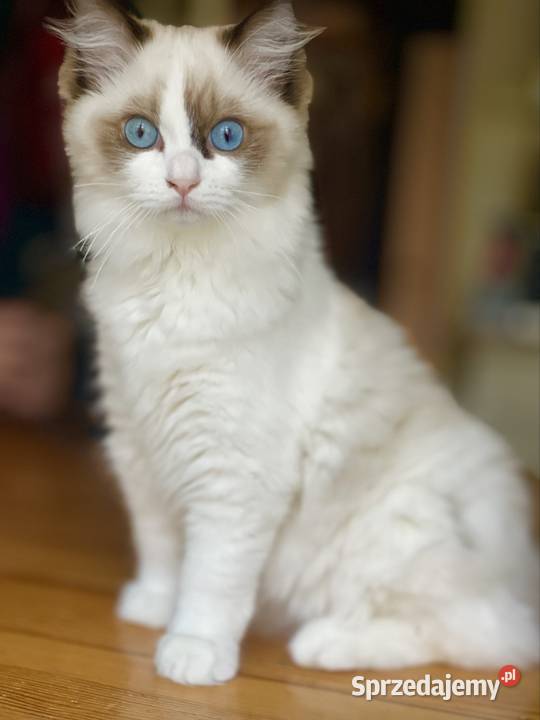 Młodziutka kotka do hodowli