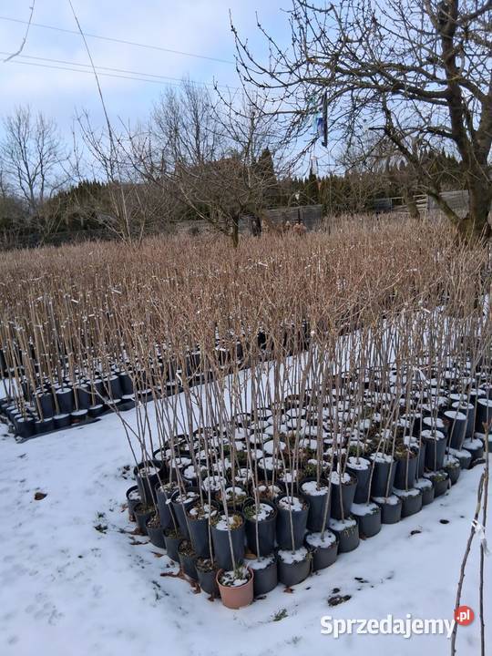 Porzeczki i agresty szczepione na pniu wielkopolskie Poznań