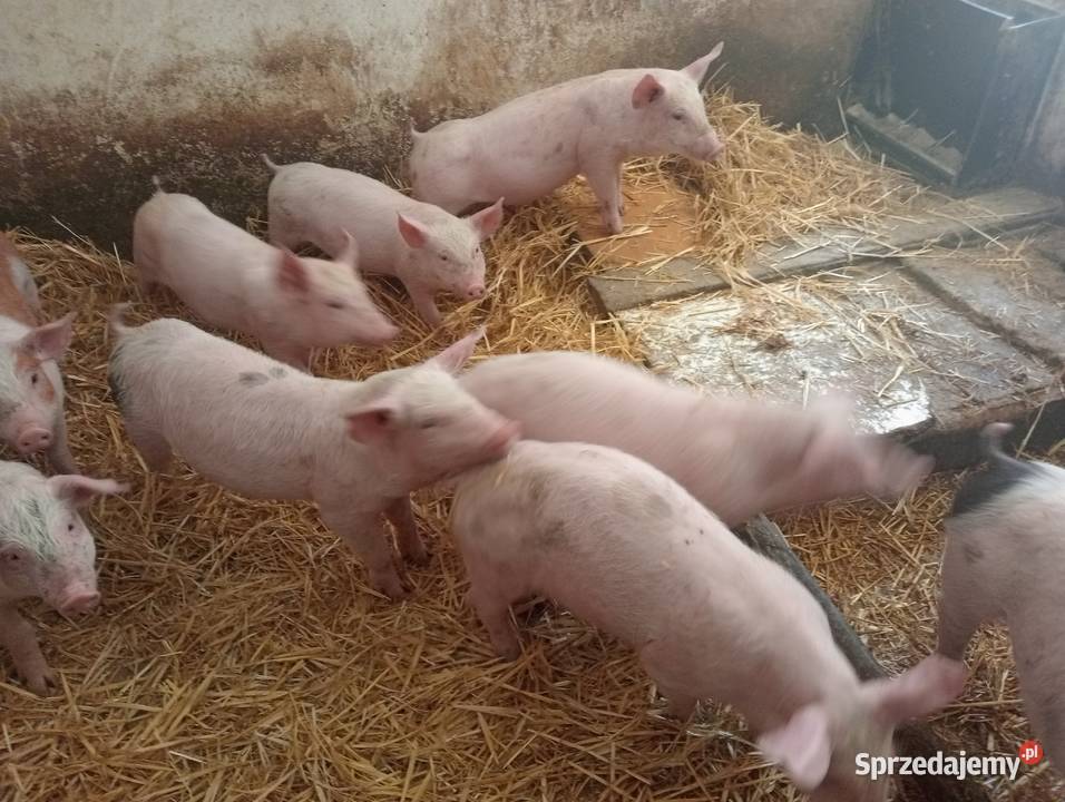 Prosięta prosiaki warchlaki 10 sztuk wielkopolskie Strzałkowo
