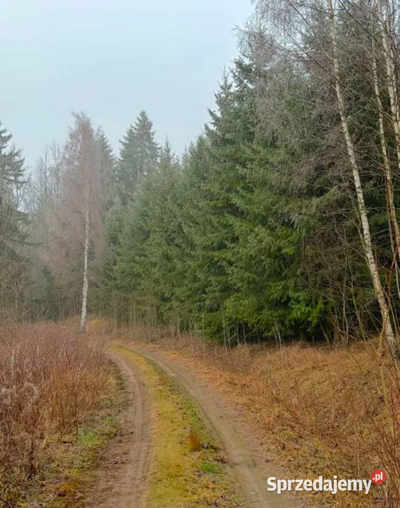 Działka leśna 979ha z prywatnym stawem 05 ha leśna