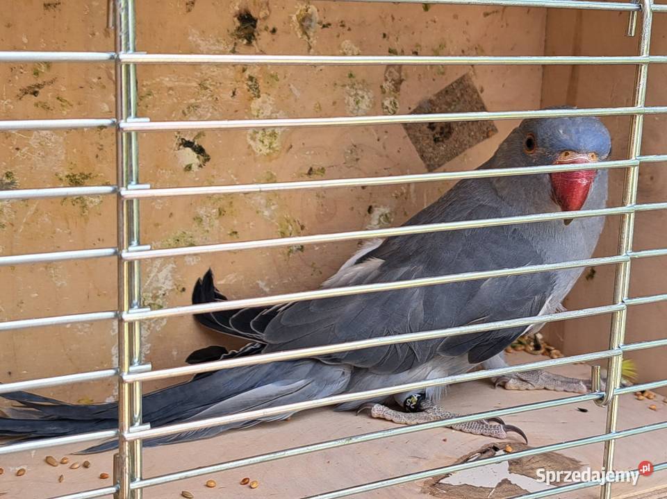 Papugi papużki faliste TCB Zwierzęta Łask