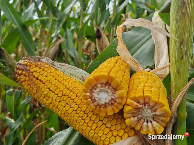Materiał siewny kukurydza MAS 23M FAO 250 Chełmno