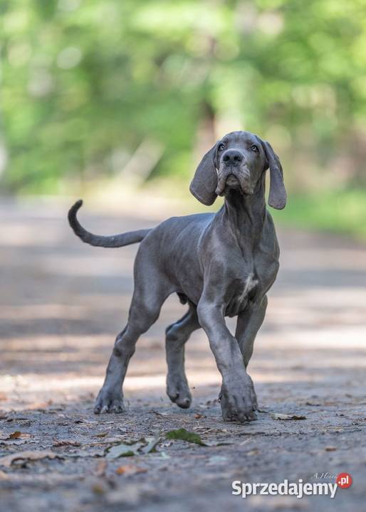 Dog niemiecki błękitny Trąbki Małe