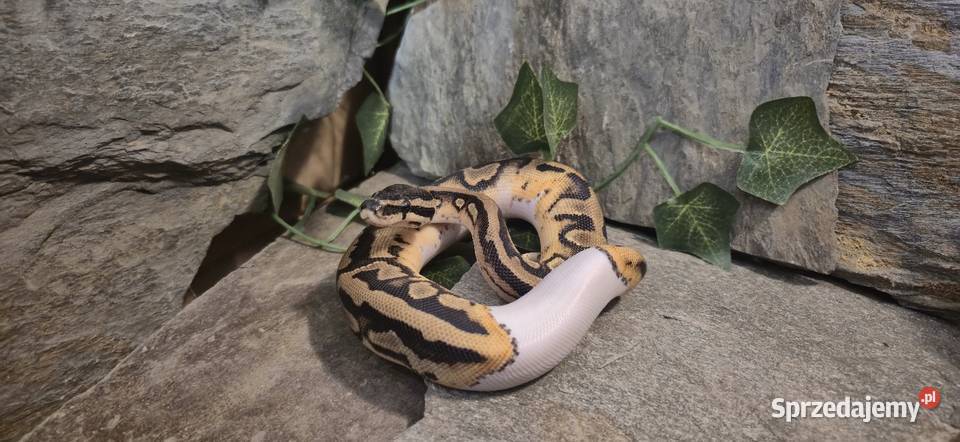 PYTON KRÓLEWSKI PIEBALD Mazowszany