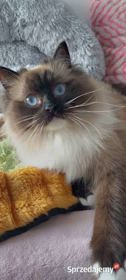 Kotka roczna ragdoll Wrocław sprzedam