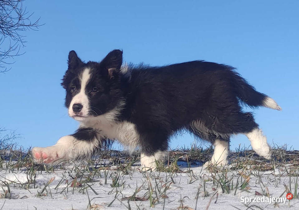 Rasowa Suczka BORDER COLLIE z Hodowli Szczenię z Kraków