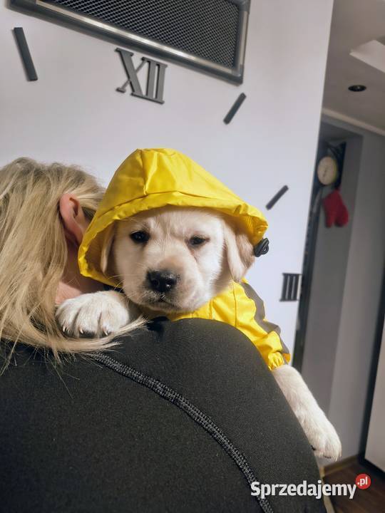 Labrador retriever szczenię wspaniałej budowy