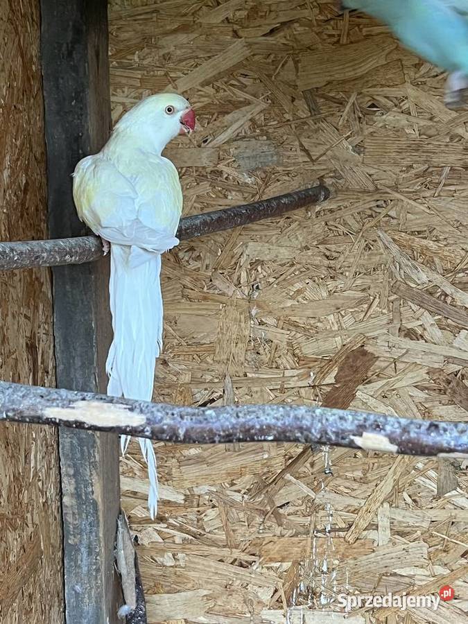 Samica aleksandretta obrożna 23r cremino Chomentów-Puszcz