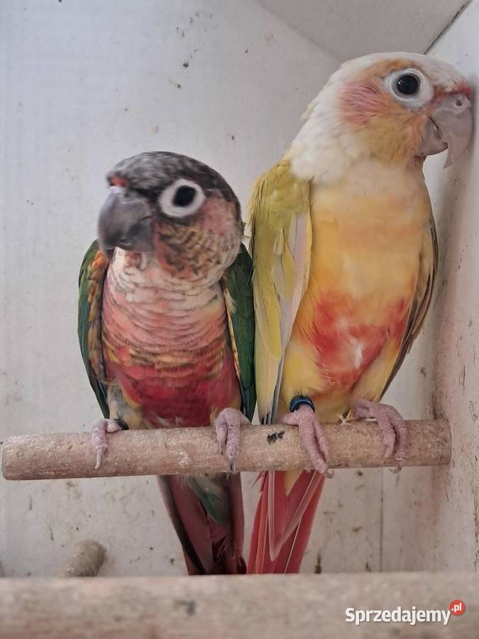 RudosterkaRudosterki Tryńcza