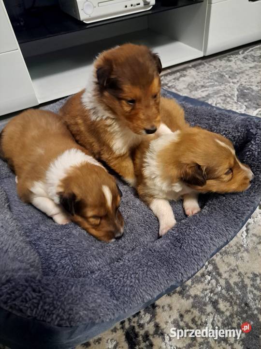Owczarek Szkockie Collie szczeniaki Radom