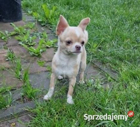 Chihuahua biało kremowa suczka Zwierzęta Częstochowa