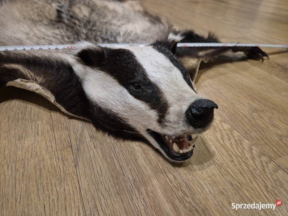 świeża skóra z borsuka Lutomiersk