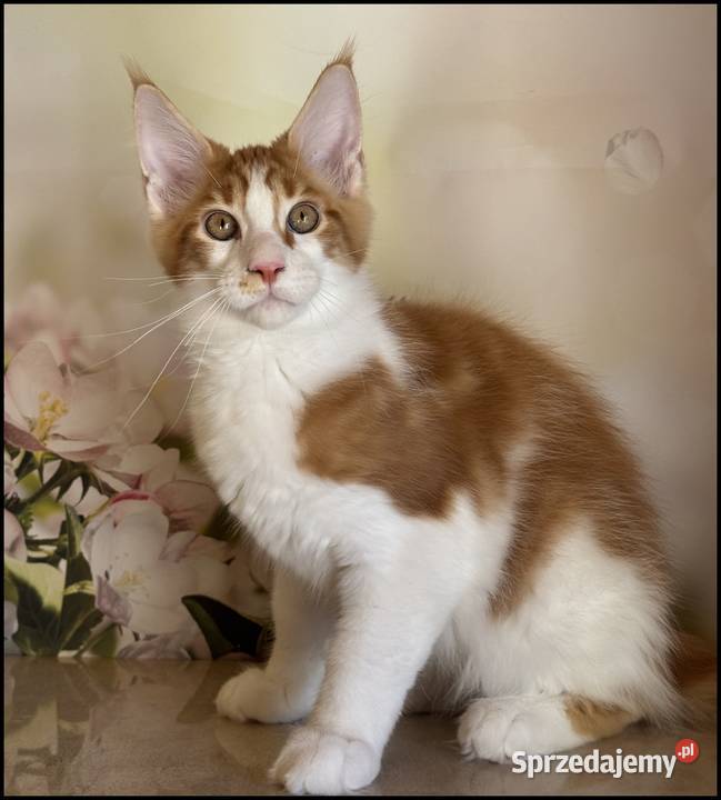 Kocurek Maine Coon Windor Już do odbioru Kraków sprzedam