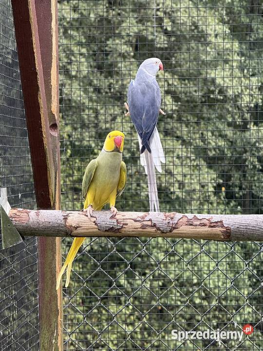 Aleksandretty obrożne głowa ogon Wieliczka