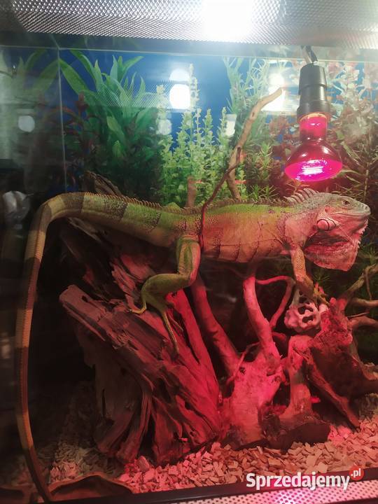 Legwan zielony Zwierzęta mazowieckie Jastrzębia