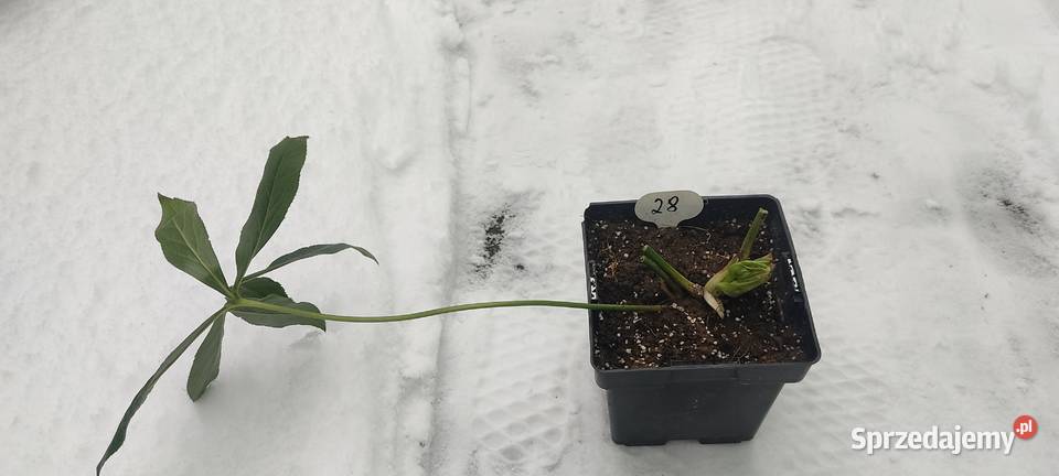 Ciemiernik wschodni Double Pink Spotted z Białystok