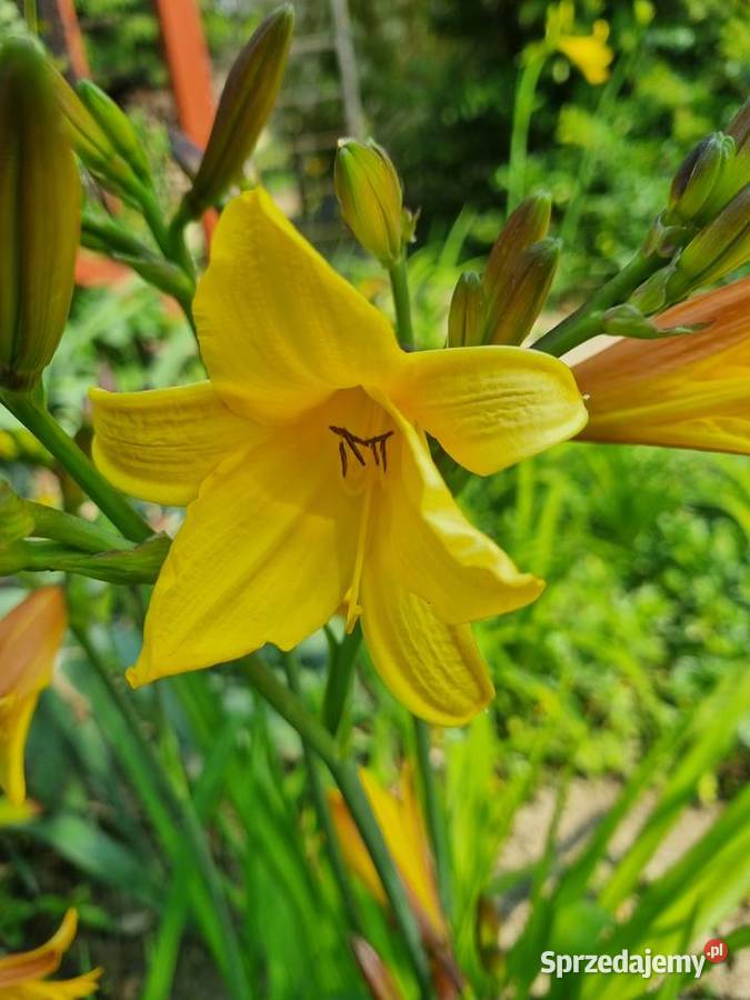 Liliowiec wczesny majowy Rabatowe Lublin