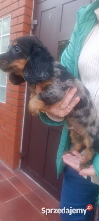 Jamnik długowłosy miniaturowy Merle Baranów sprzedam