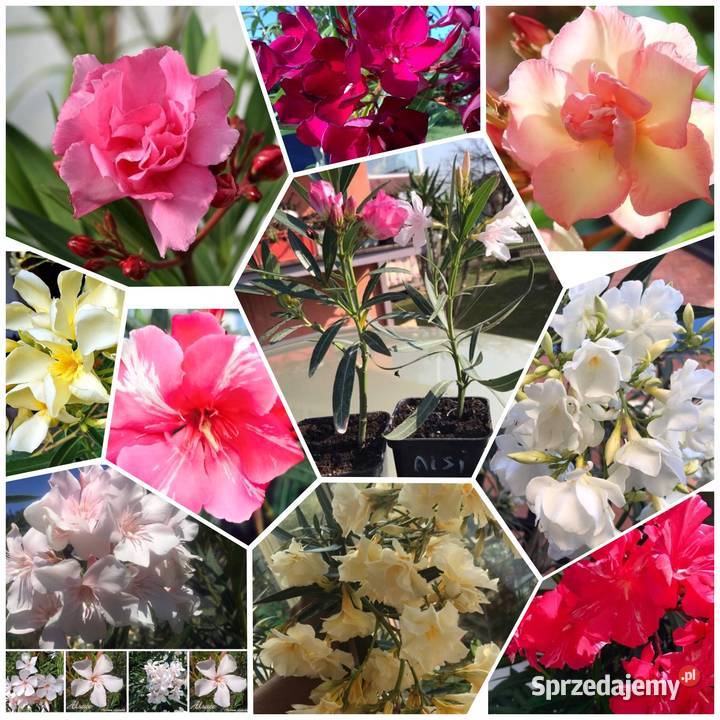 Oleander kremowy Skawina