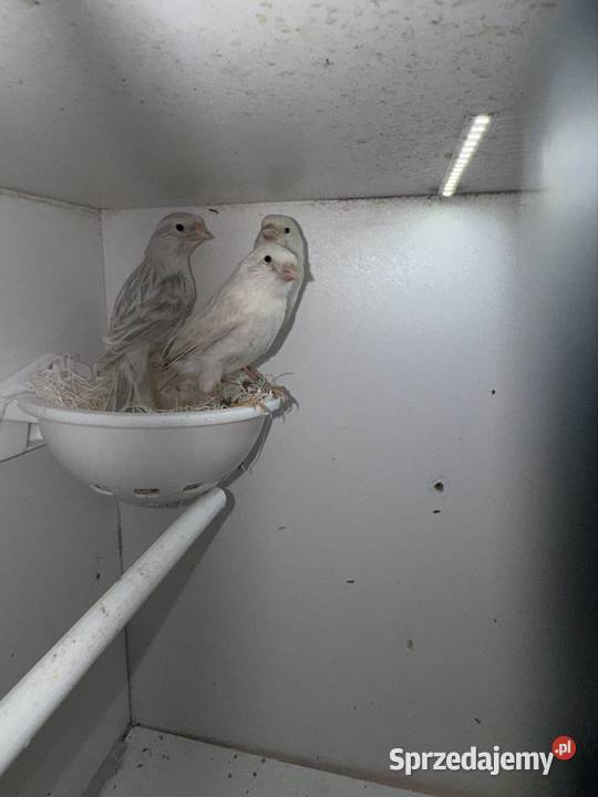 Kanarki białosrebne Kraków