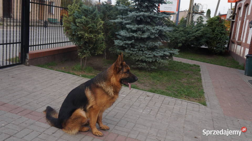 OWCZAREK NIEMIECKI SZCZENIĘTA Bydgoszcz sprzedam